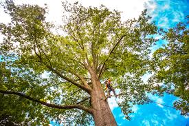 Fairmont, MN Tree Care Company