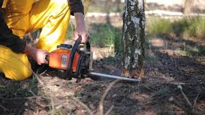 Tree and Shrub Care in Fairmont, MN