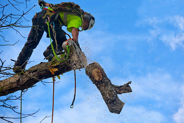 How Our Tree Care Process Works  in  Fairmont, MN
